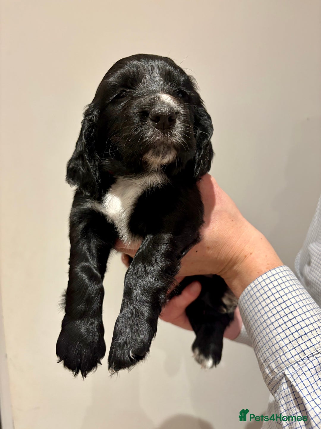 Cocker Spaniel dogs for sale: Working cocker spaniel puppies from family home - Advert 6