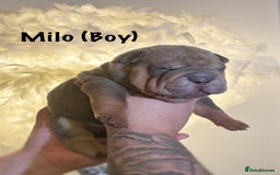 Shar Pei dogs for sale: Stunning Sharpei pups  - Image 5