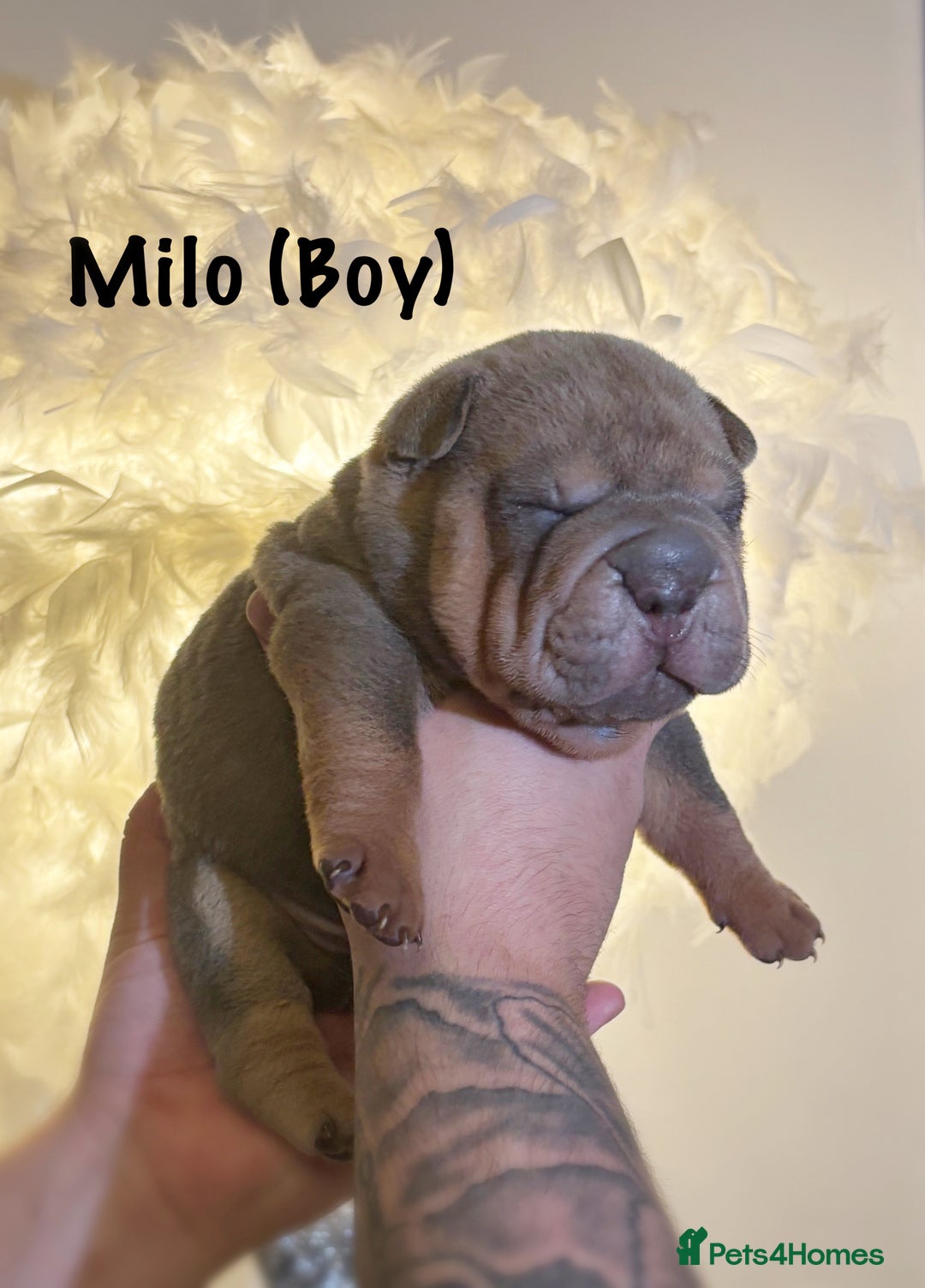 Shar Pei dogs for sale: Stunning Sharpei pups  - Image 5