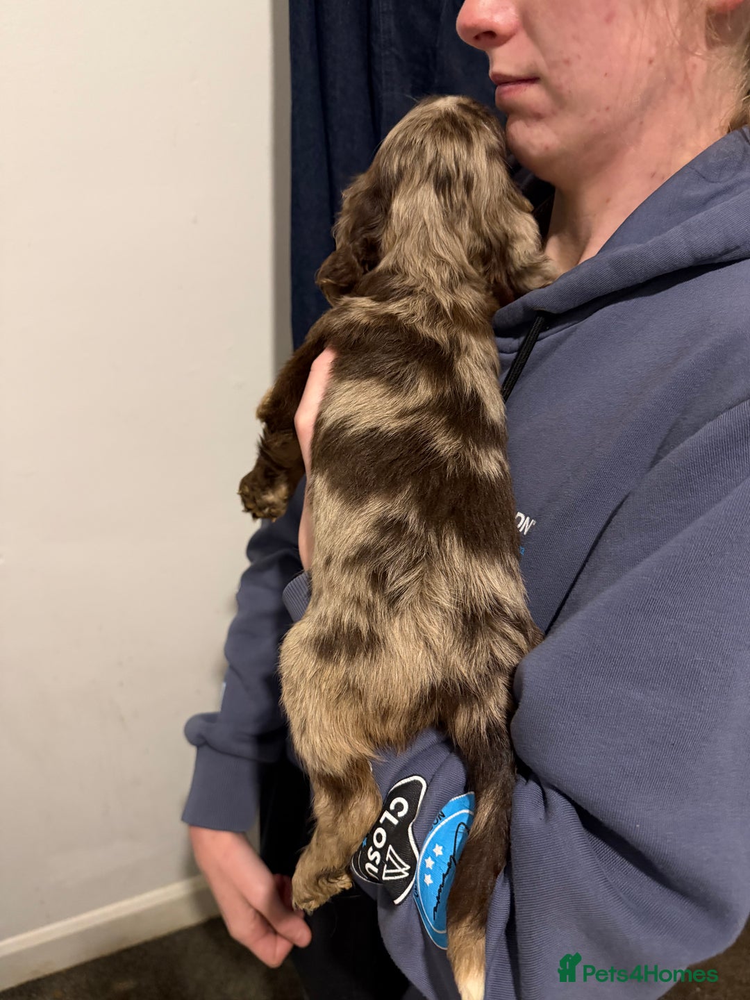 Cocker Spaniel dogs for sale: FEMALE CHOC WORKING COCKER LEFT! - Advert 29