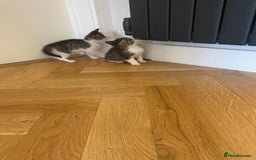 Mixed Breed cats for sale: 2 beautiful male kittens - Image 11