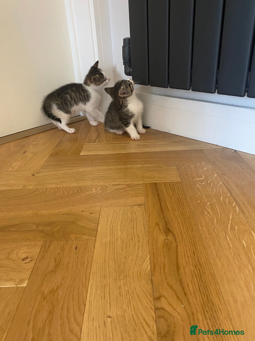 Mixed Breed cats for sale: 2 beautiful male kittens - Image 11