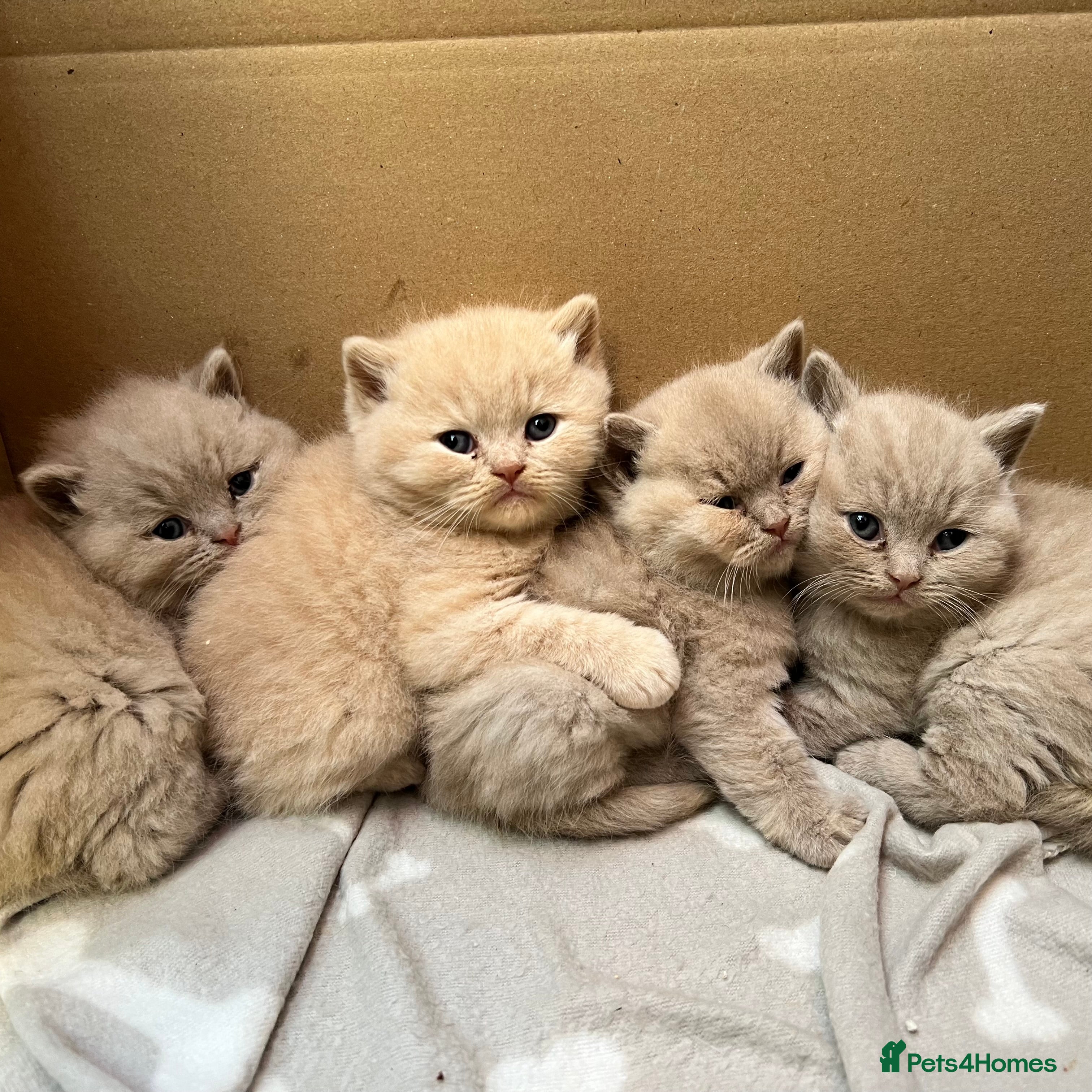 British Shorthair cats Beautiful Pedigree GCCF Registered – Ready Now! - Advert 8