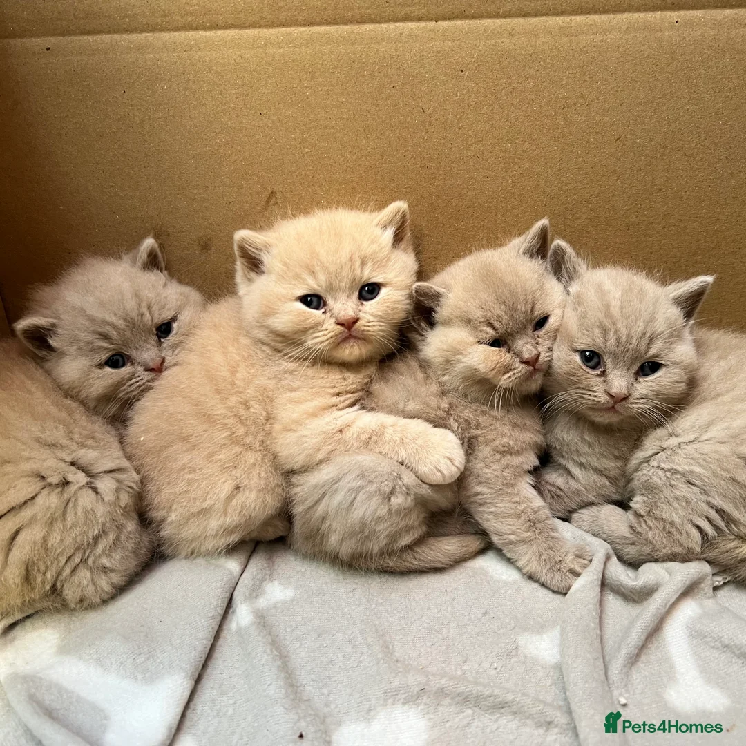 British Shorthair cats for sale: Beautiful Pedigree GCCF Registered – Ready Now! - Advert 1