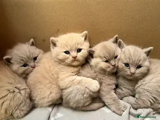 British Shorthair cats Beautiful Pedigree GCCF Registered – Ready Now! - Advert 8