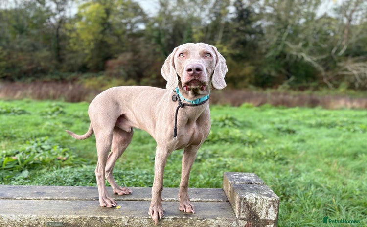 Weimaraner dogs - Advert 1