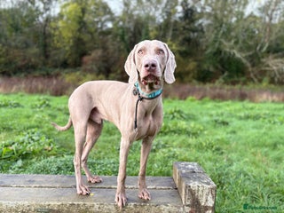 Weimaraner dogs - Advert 1