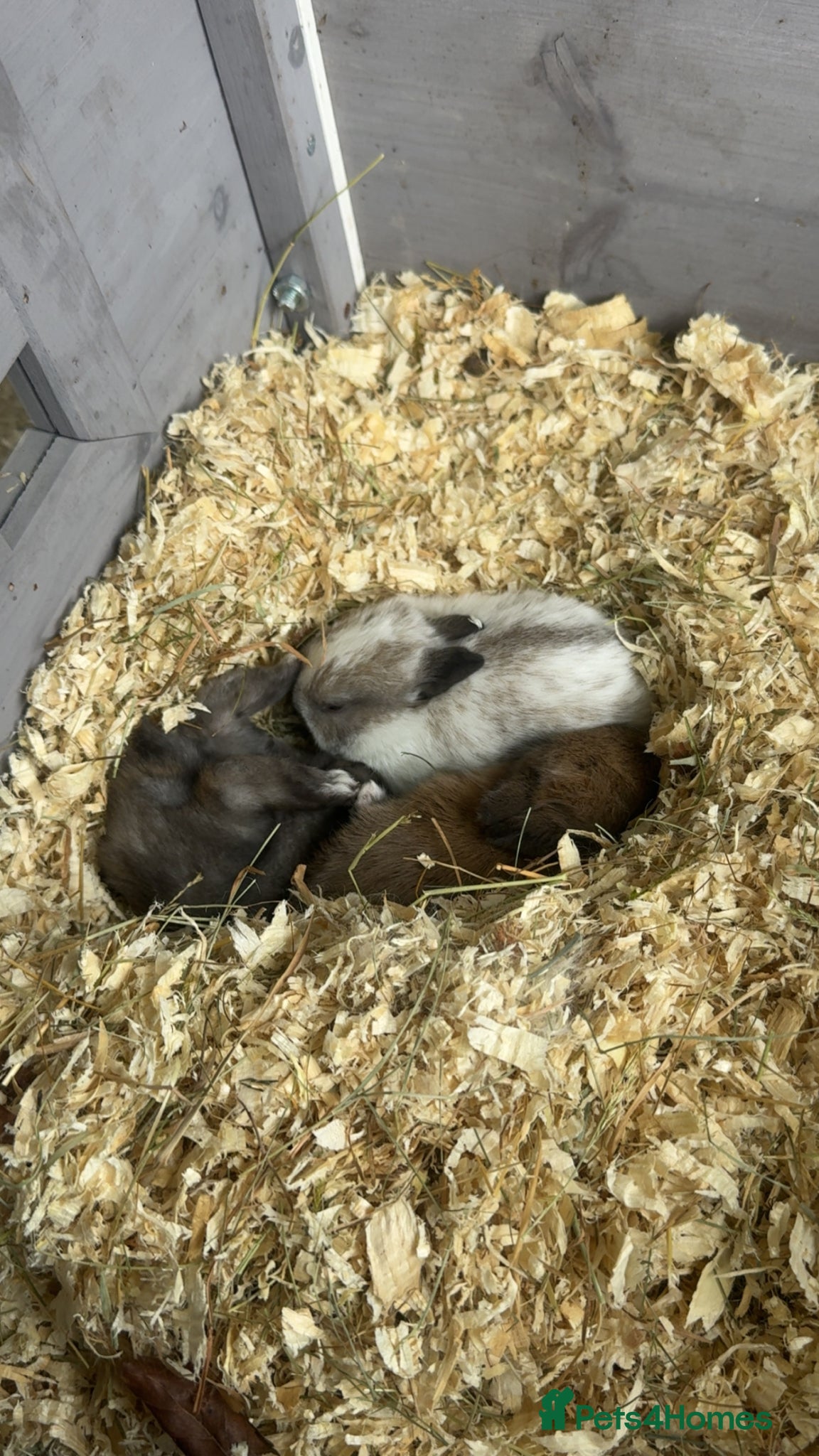 Mixed Breed rabbits mixed rabbits  - Advert 1