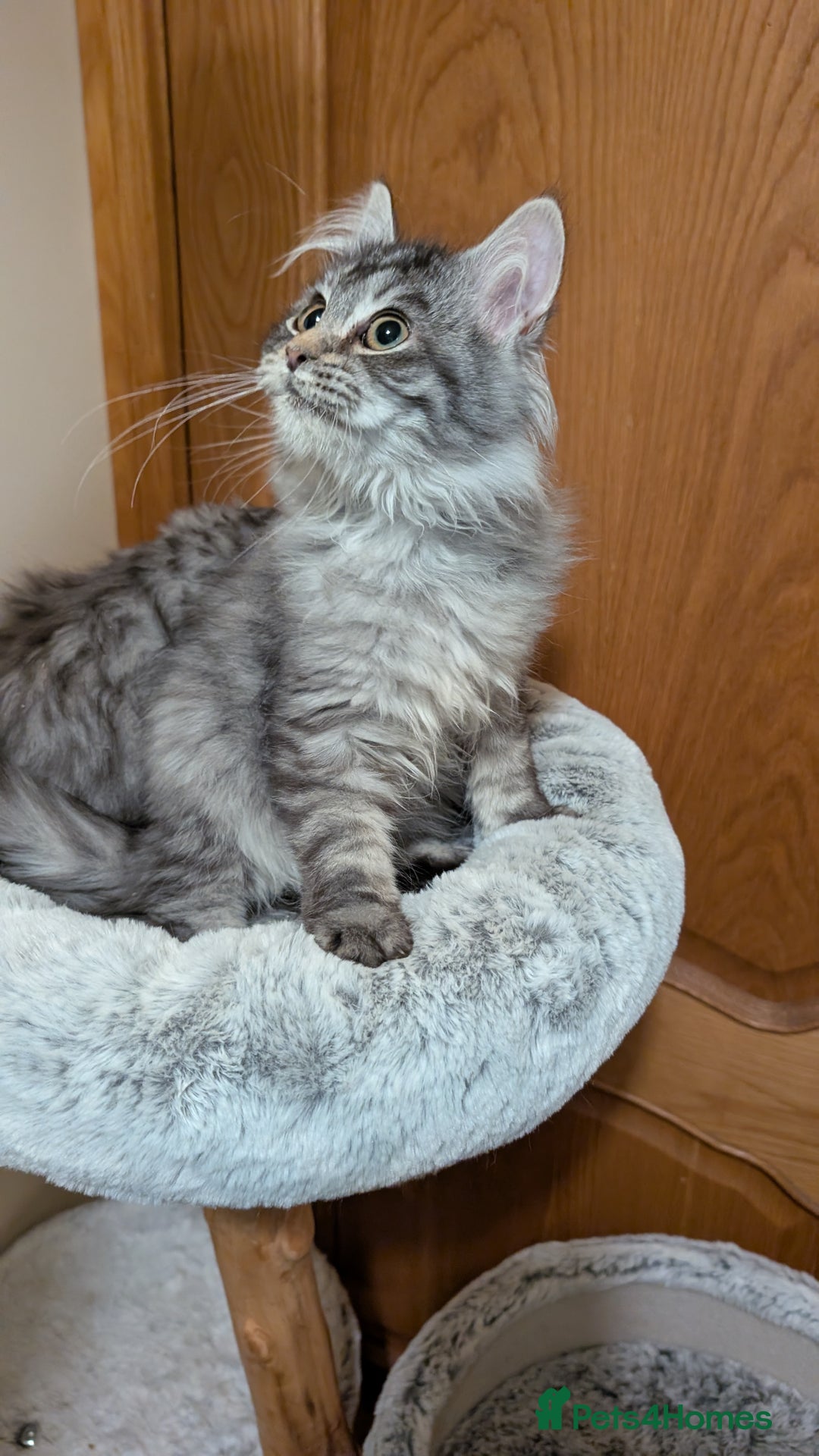 Maine Coon cats for sale: Maine Coon pedigree kittens  - Advert 4