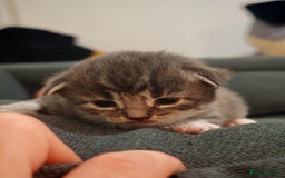 British Longhair cats for sale: 3 kittens ready for new home  - Image 5