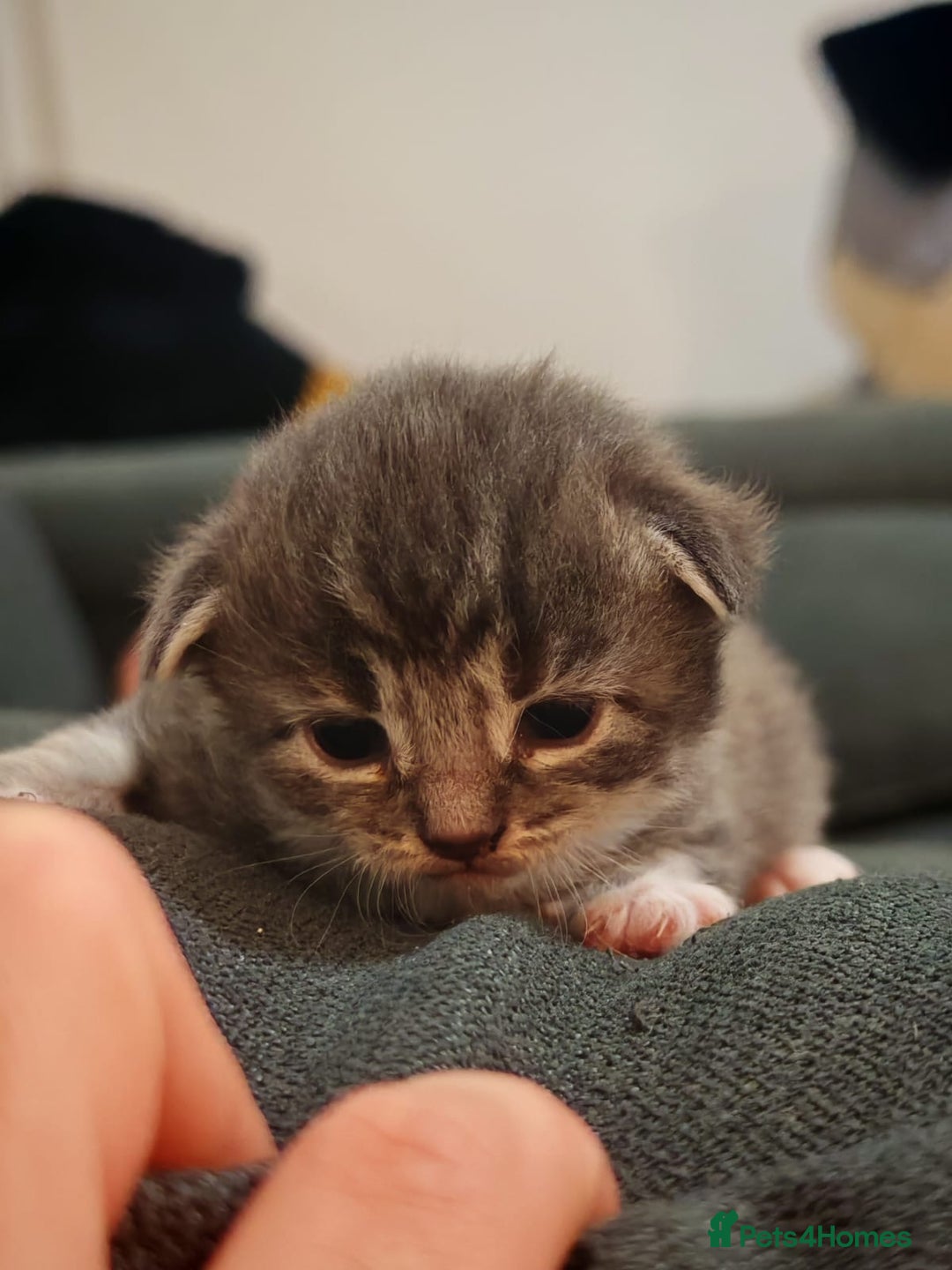 British Longhair cats for sale: 3 kittens ready for new home  - Image 5