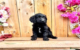 Cockapoo dogs for sale: Quality F1 Cockapoo Puppies GIRLS Various pricing  - Image 20