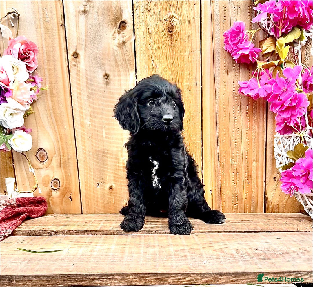 Cockapoo dogs for sale: Quality F1 Cockapoo Puppies GIRLS Various pricing  - Image 20