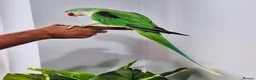 Parrots birds for sale: Beautiful hand tamed parrots for sale. - Advert 3