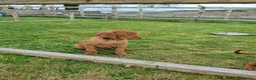 Hungarian Vizsla dogs for sale: Stunning Working Bred KC Hungarian Vizsla puppies  - Advert 8