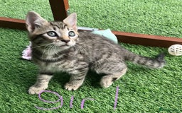 Mixed Breed cats for sale: 5 kitten’s available today  - Image 27