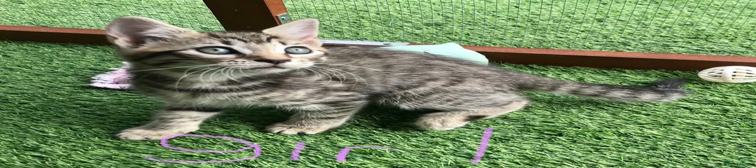 Mixed Breed Kitten 5