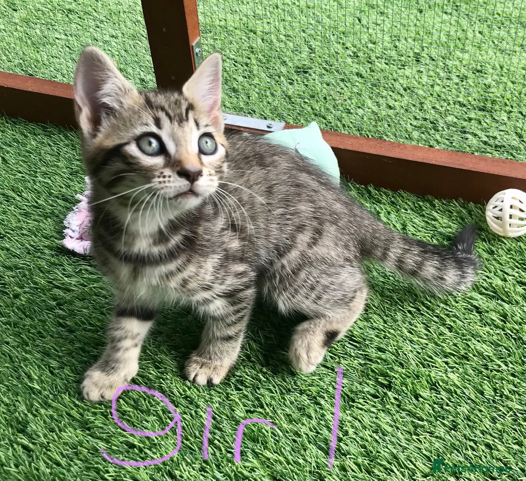 Mixed Breed cats for sale: 5 kitten’s available today  - Image 27