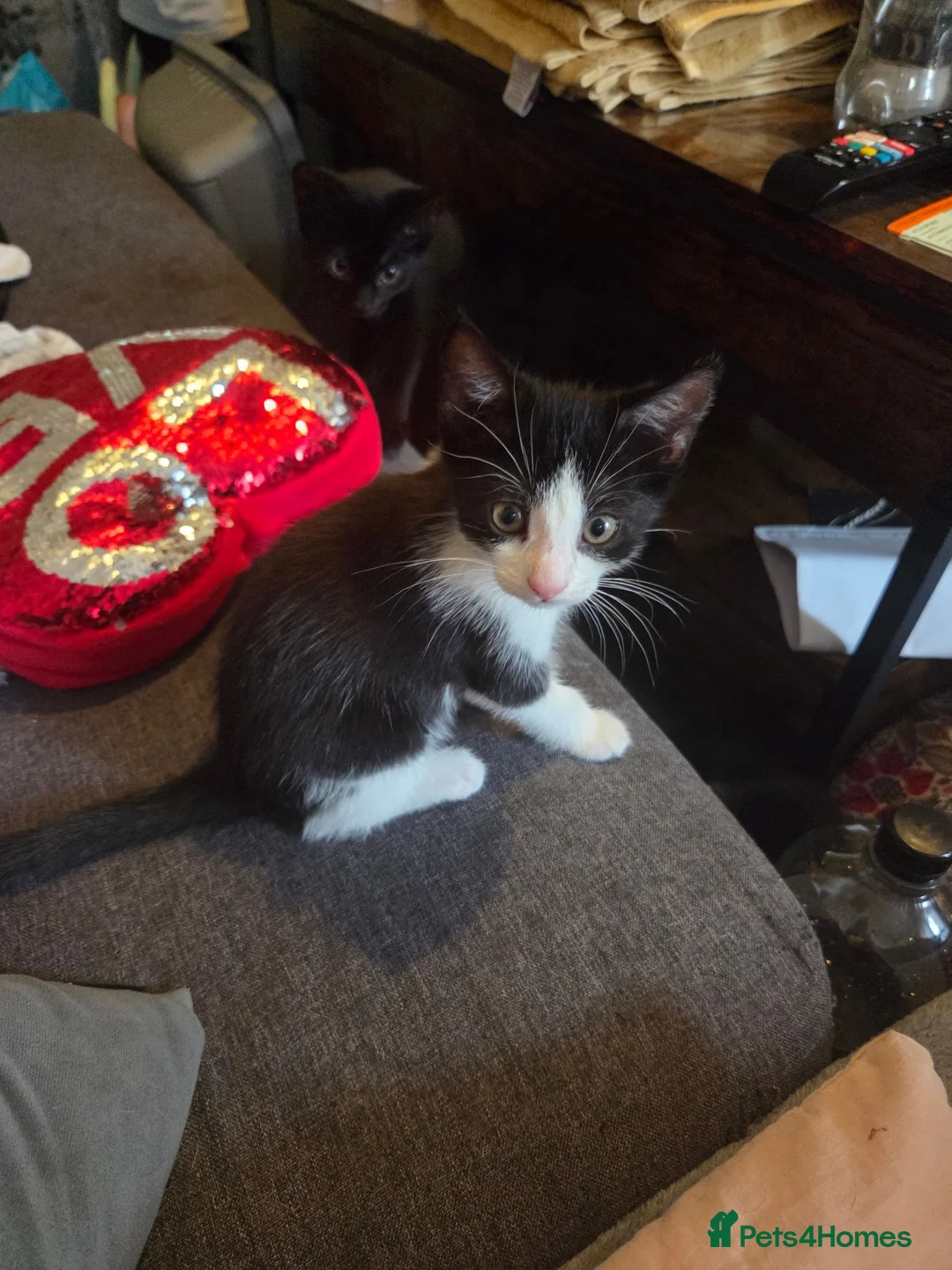 Domestic Shorthair cats for sale: Four 12 week old kittens for sale.  in Accrington - Advert 8