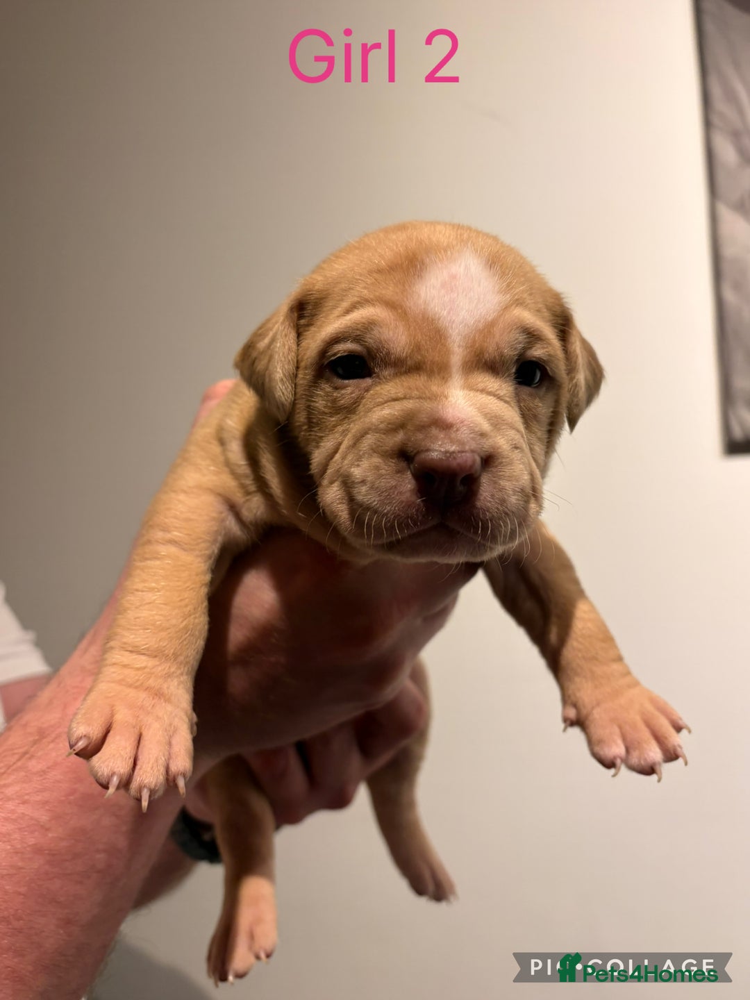 American Bully dogs for sale: Merle American Bully Puppy’s - Advert 13