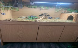 Tortoise reptiles for sale: Russian tortoise (Horsefield) - Image 4