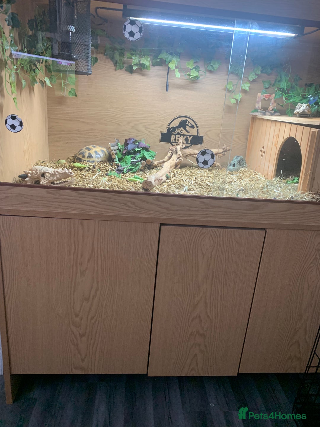 Tortoise reptiles for sale: Russian tortoise (Horsefield) - Image 4