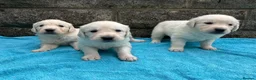 Golden Retriever dogs for sale: KC Reg Health Tested Golden Retriever Pups - Advert 18