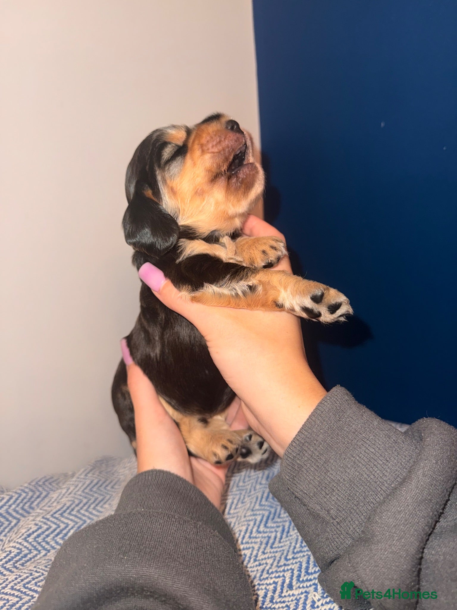 Cocker Spaniel dogs Outstanding KC registered Cocker Spaniel Puppies  - Advert 1