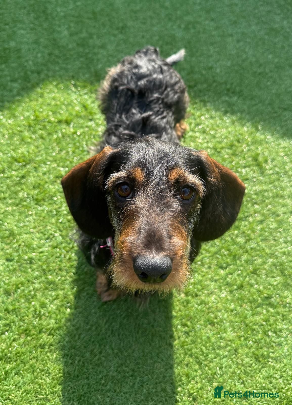 Dachshund dogs Beautiful 2.5 Year Old Wirehaired Dachshund - Advert 2