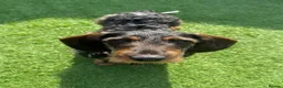 Dachshund dogs for sale: Beautiful 2.5 Year Old Wirehaired Dachshund in Southampton - Advert 2