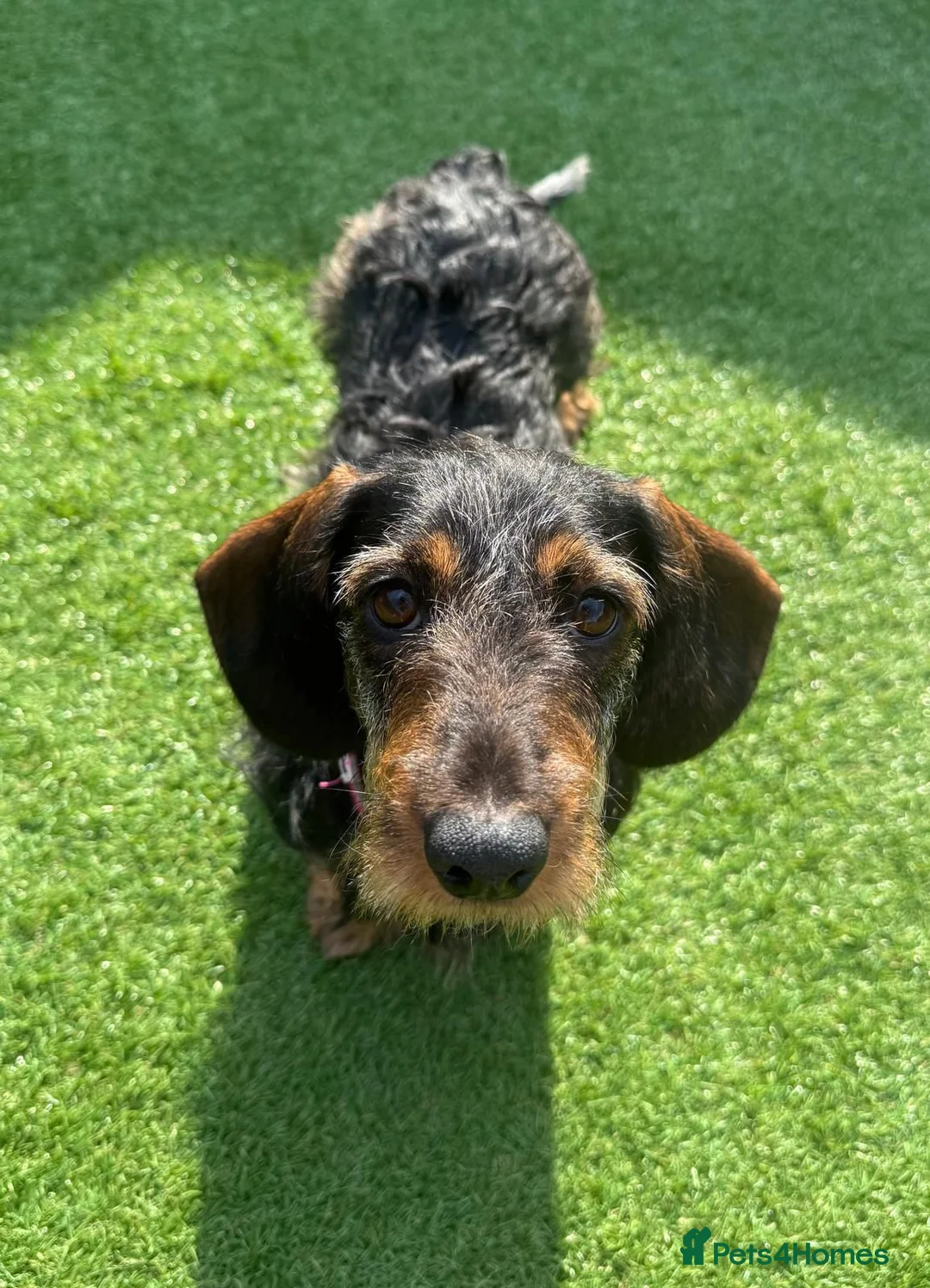 Dachshund dogs for sale: Beautiful 2.5 Year Old Wirehaired Dachshund in Southampton - Advert 2
