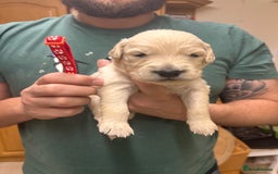 Golden Retriever dogs for sale: 8 Beautiful golden retrievers puppies for sale ❤️ - Advert 9