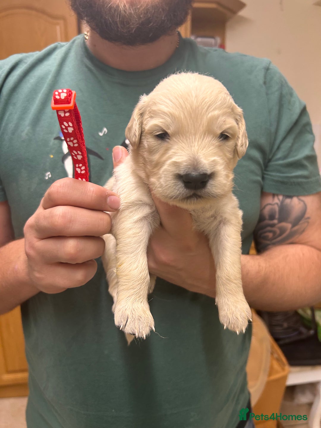 Golden Retriever dogs for sale: 8 Beautiful golden retrievers puppies for sale ❤️ - Advert 9