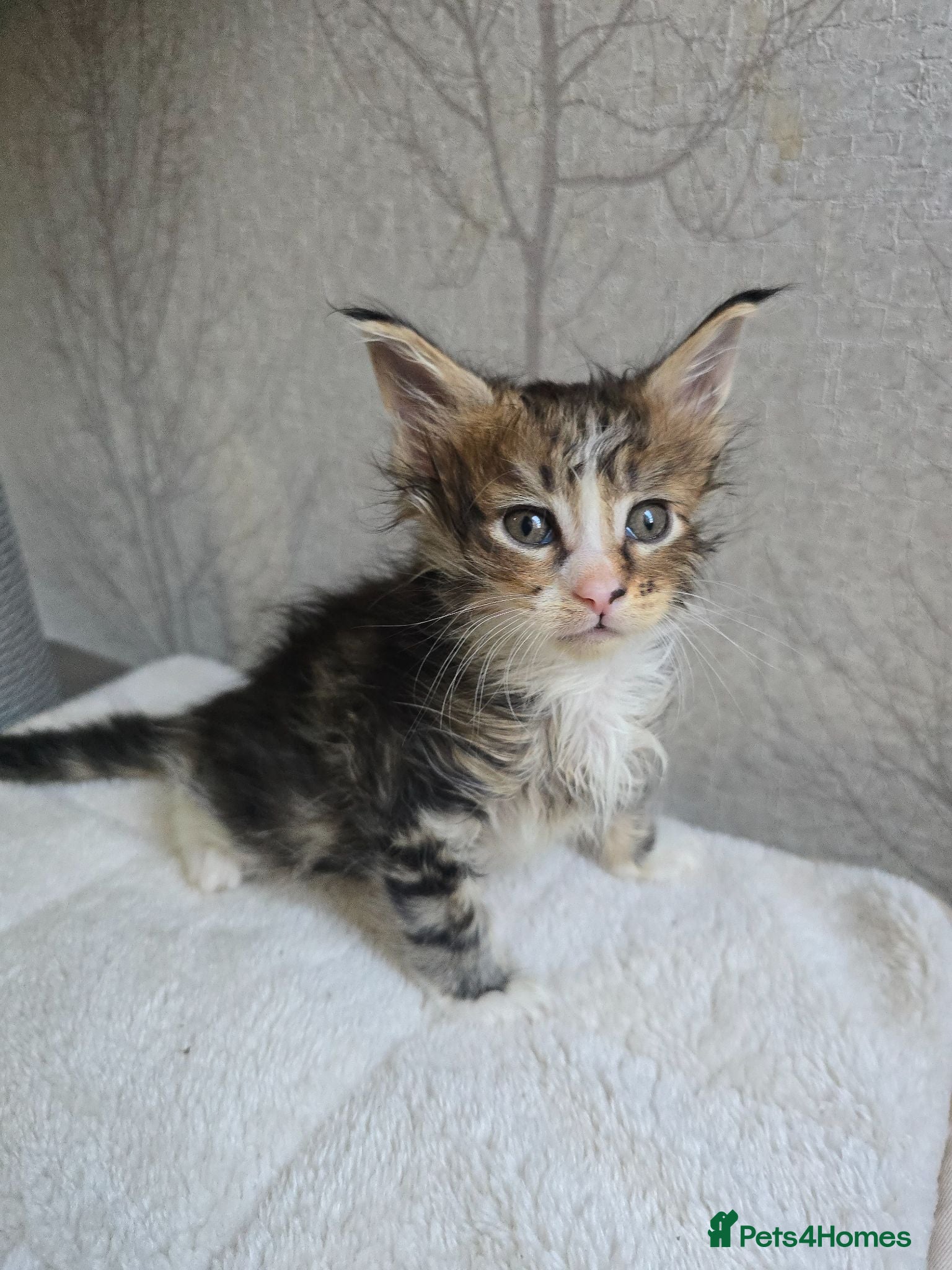 Maine Coon cats Beautiful Maine Coon Kittens  - Advert 2