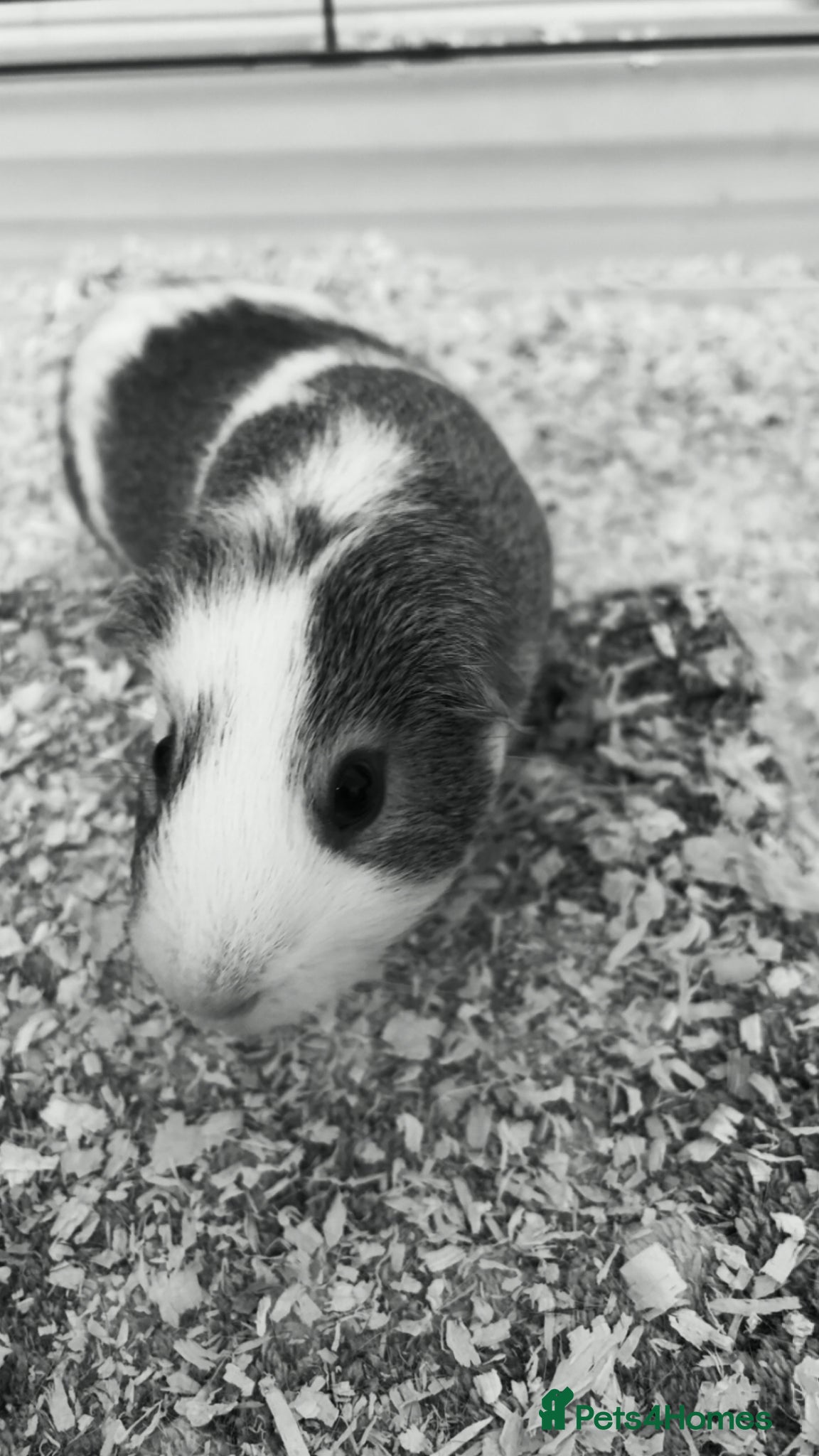 Guinea Pig rodents baby boys - Advert 1