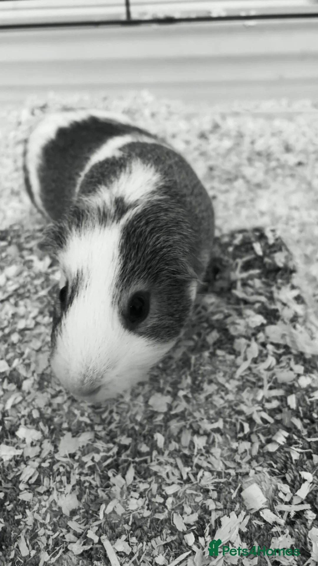 Guinea Pig rodents for sale: baby boys in Swindon - Advert 1