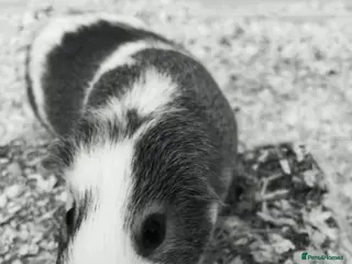 Guinea Pig rodents baby boys - Advert 1