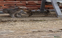 Mixed Breed cats for sale: Tabby x Bengal Kittens 🐾 - Image 7