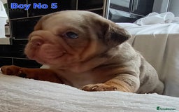 English Bulldog dogs for sale: Dwkc englìsh bulldog puppies  - Image 16
