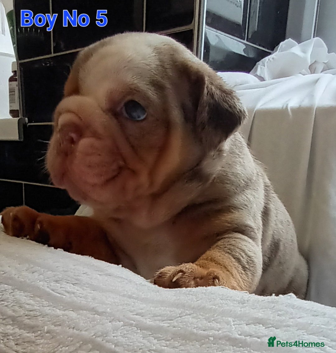 English Bulldog dogs for sale: Dwkc englìsh bulldog puppies  - Image 16