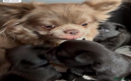 Chug dogs for sale: 2 Chug boys for sale  - Image 6
