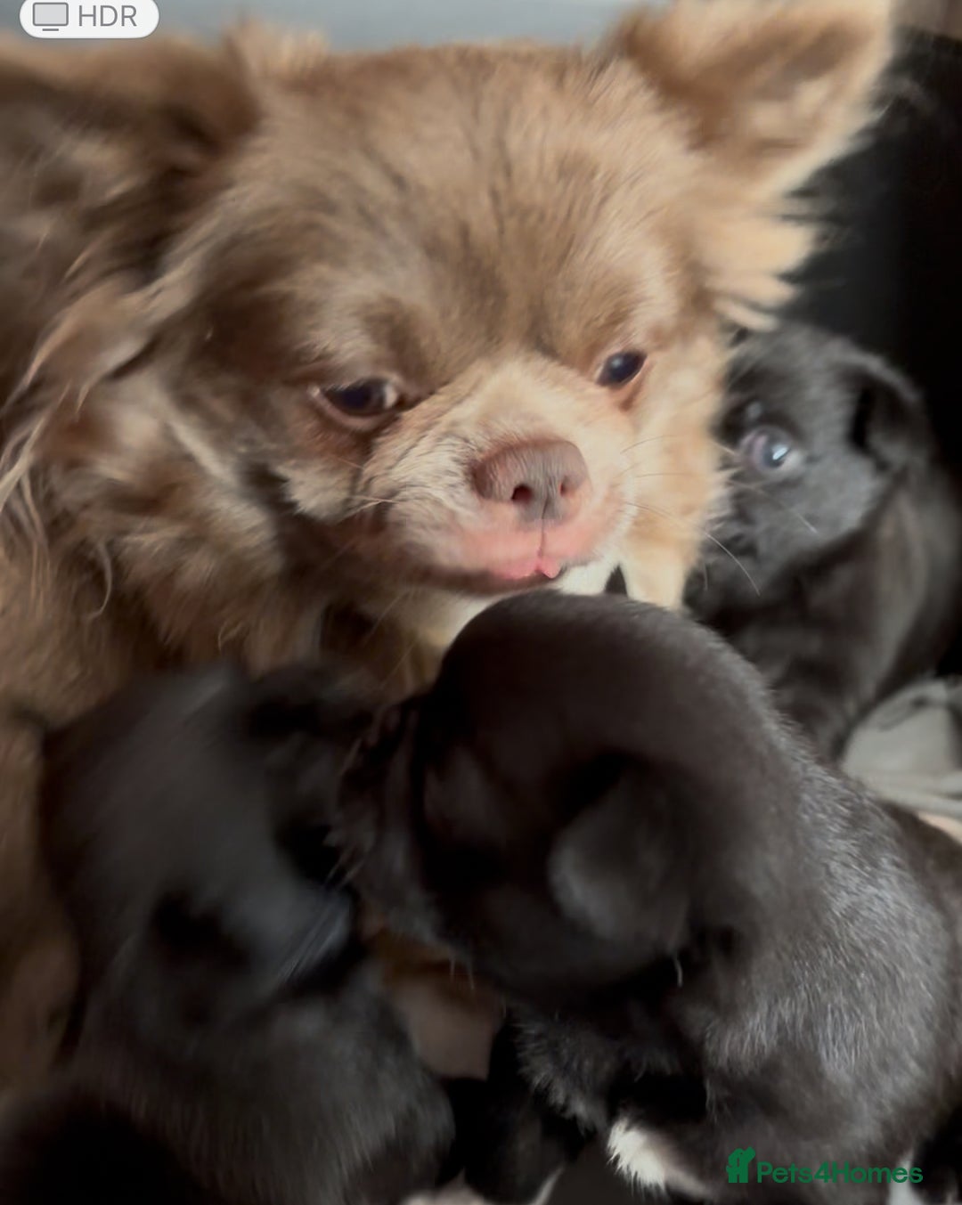 Chug dogs for sale: 2 Chug boys for sale  - Image 6