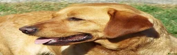 Labrador Retriever dogs for sale: FTCH Sired, K C Reg, Extensively Health Tested in Shaftesbury - Advert 5