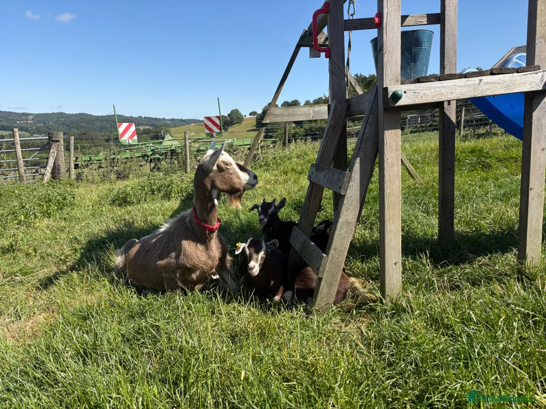 Goats livestock for sale: Pygmy goat kids - Advert 5