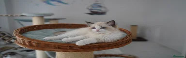 Ragdoll 2