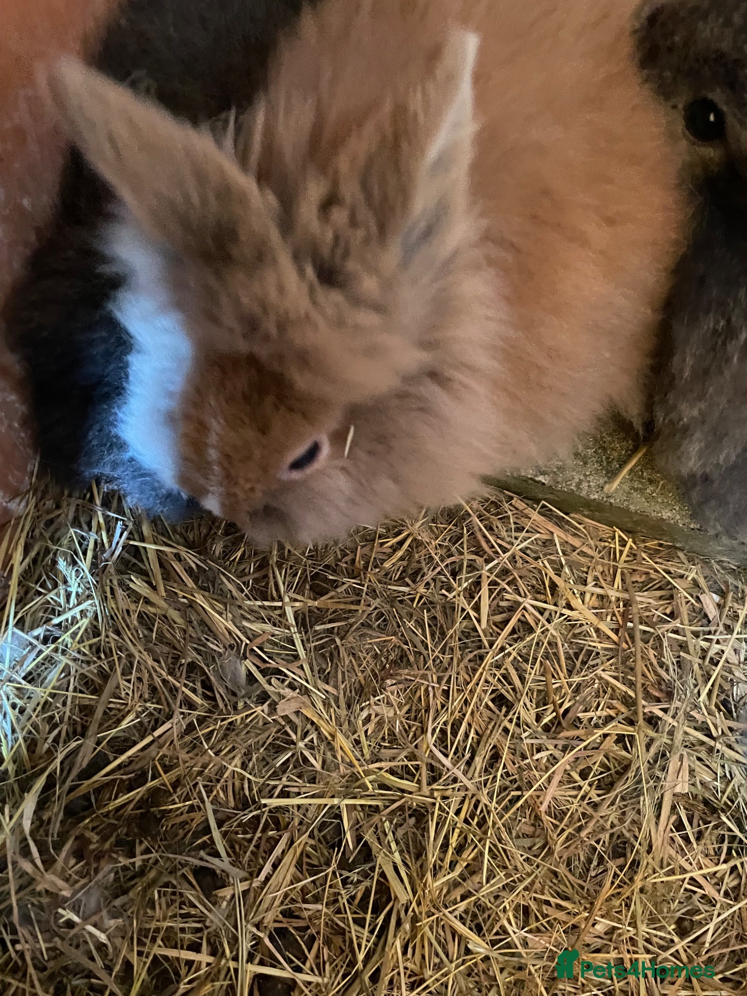 Lionhead rabbits Baby Lion head bunnies for sale - Advert 1