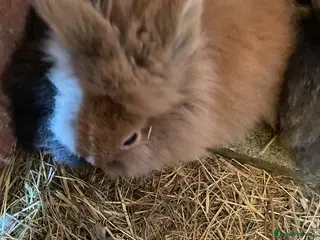 Lionhead rabbits Baby Lion head bunnies for sale - Advert 1