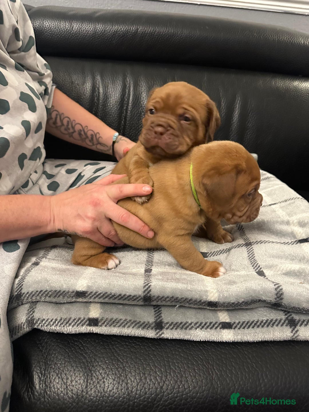Dogue De Bordeaux dogs for sale: Stunning litter kc Dogue de Bordeaux puppies - Image 4