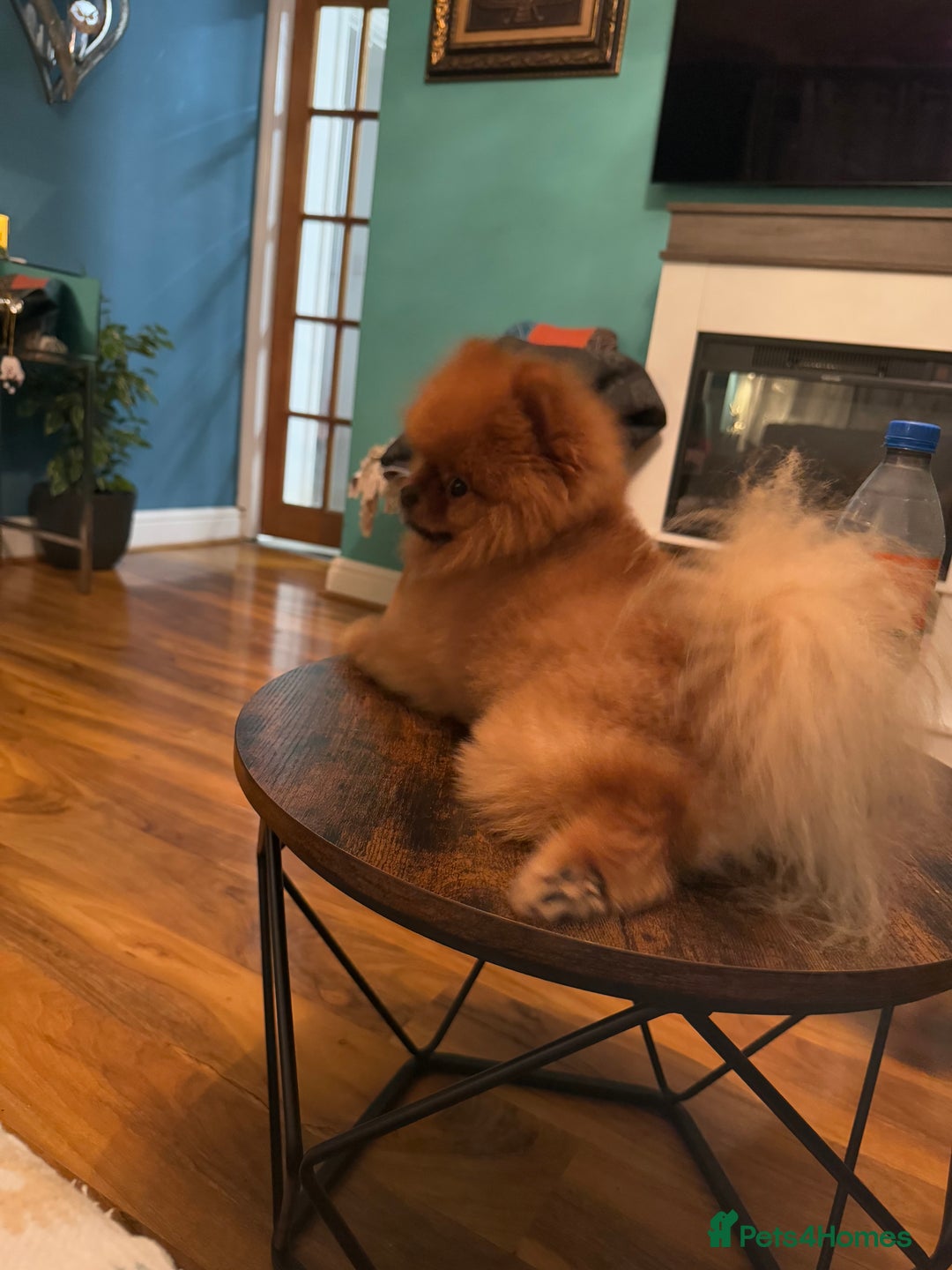Pomeranian dogs for sale: Xs teddy face Pomeranian  - Image 10