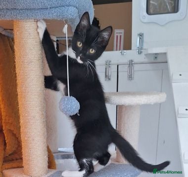 Mixed Breed cats LEVI AND LOUISE - Advert 4